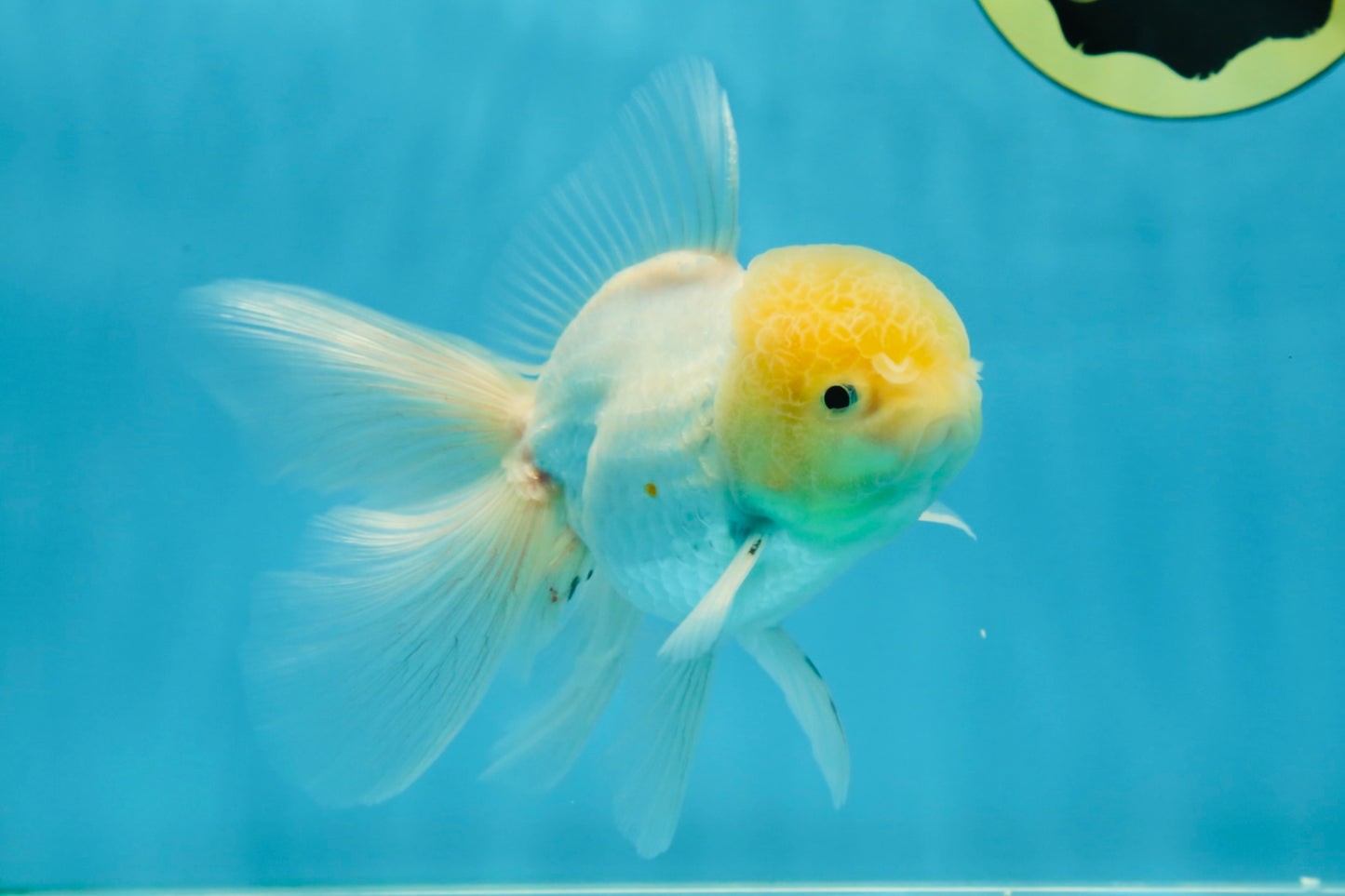 White Oranda Male 5.5 inches #052325OR_04