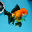 A Grade Tricolor Oranda Male 5 inches #0830OR_19