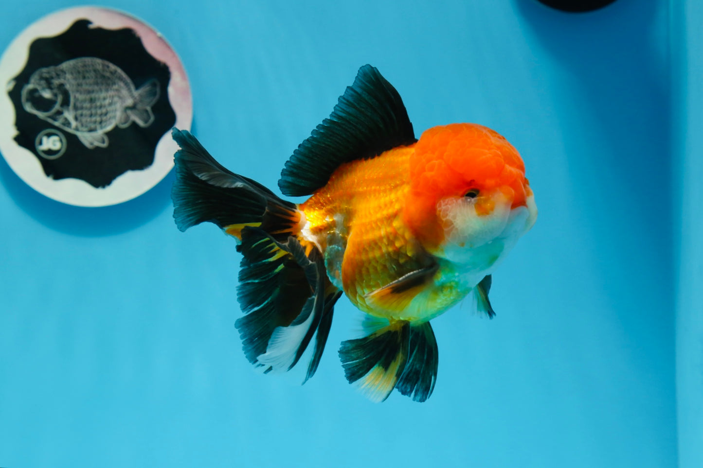 A Grade Tricolor Oranda Male 5 inches #0830OR_19