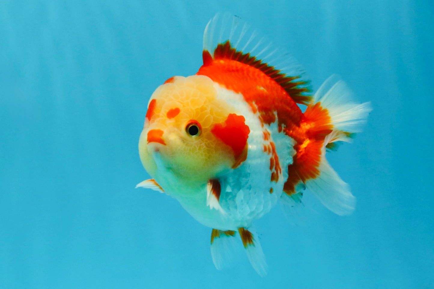 SUPER Cutie AAA Grade Red White Yuanbao Male 5 inches #032726YB_01