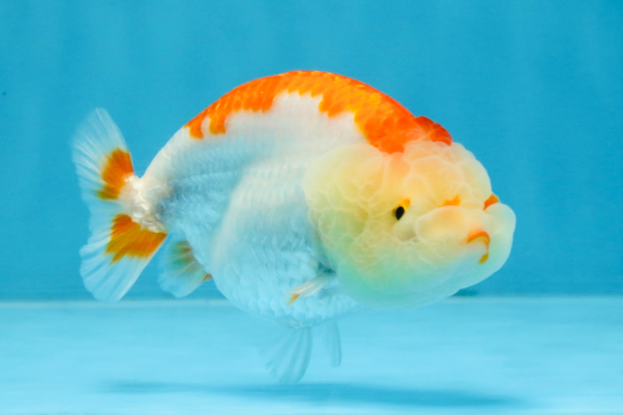 AAA Grade Red White LionQueen 4 inches #103125LC_24