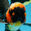 A Grade STUNNING Tricolor Oranda Male 5-5.5 inches #051625OR_23
