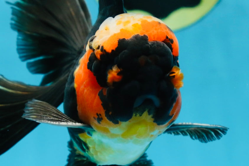 A Grade STUNNING Tricolor Oranda Male 5-5.5 inches #051625OR_23