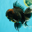 CHONKY A Grade Kirin Oranda Male 6.5-7 inches #071026OR_34