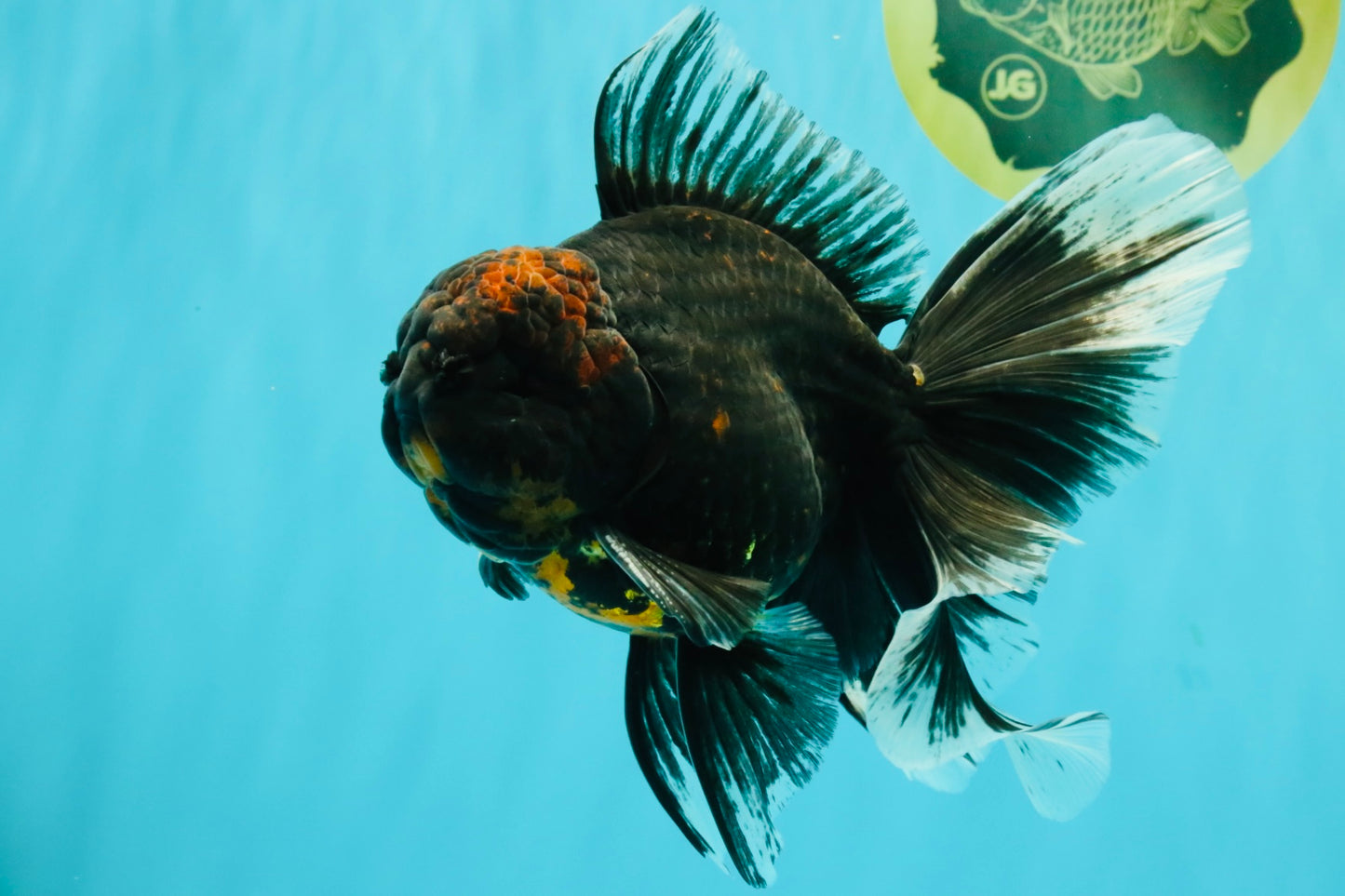 CHONKY A Grade Kirin Oranda Male 6.5-7 inches #071026OR_34
