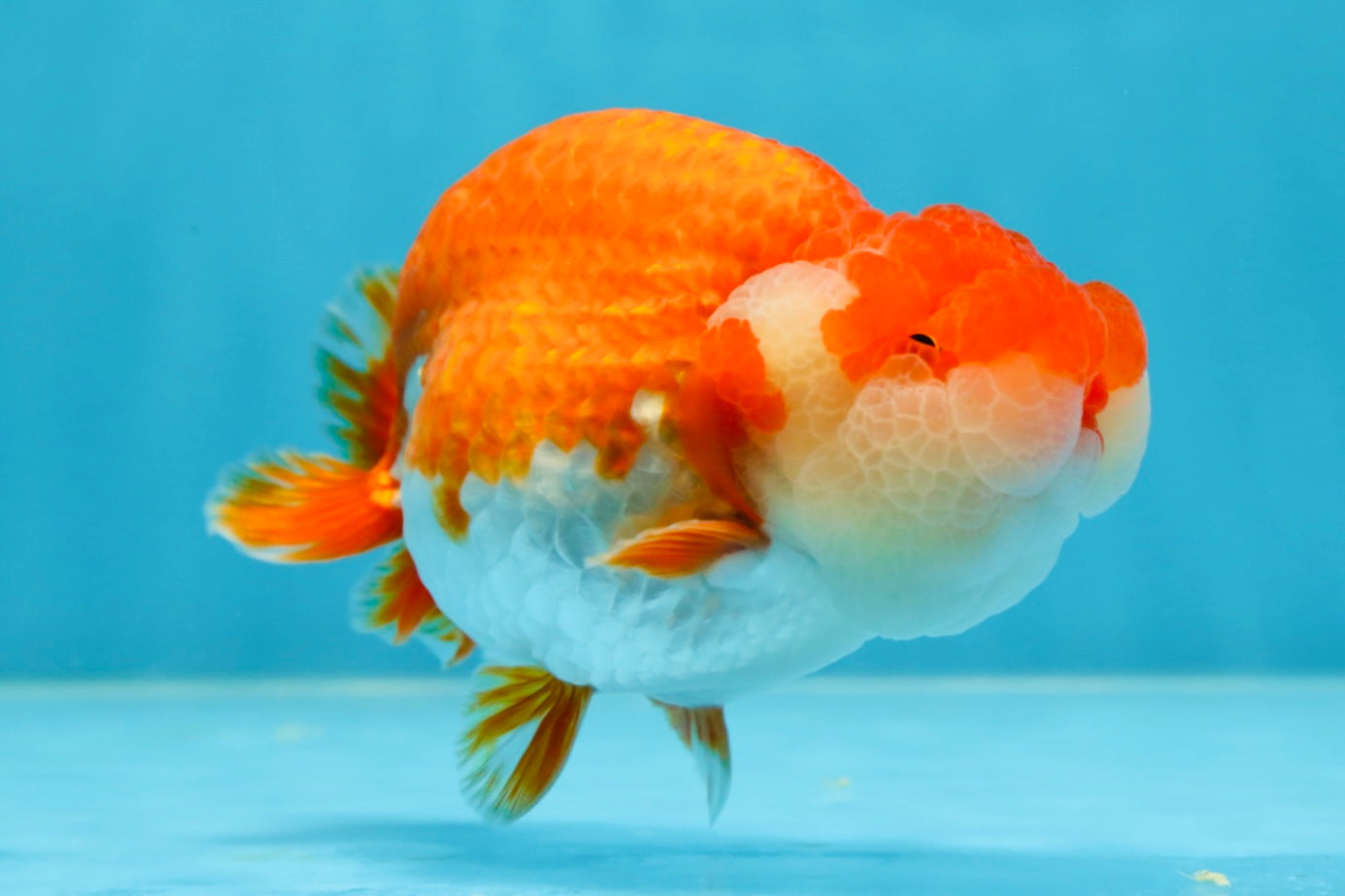 AAA Grade TOP Red White LionQueen 4.5 inches #051625LC_38