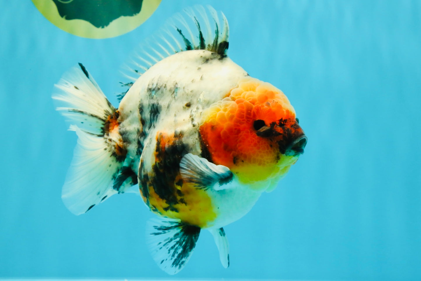 A Grade Godzilla Marble Yuanbao Male 6 inches #022726YB_03