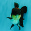 Tricolor Oranda Female 5.5 inches #082126OR_12