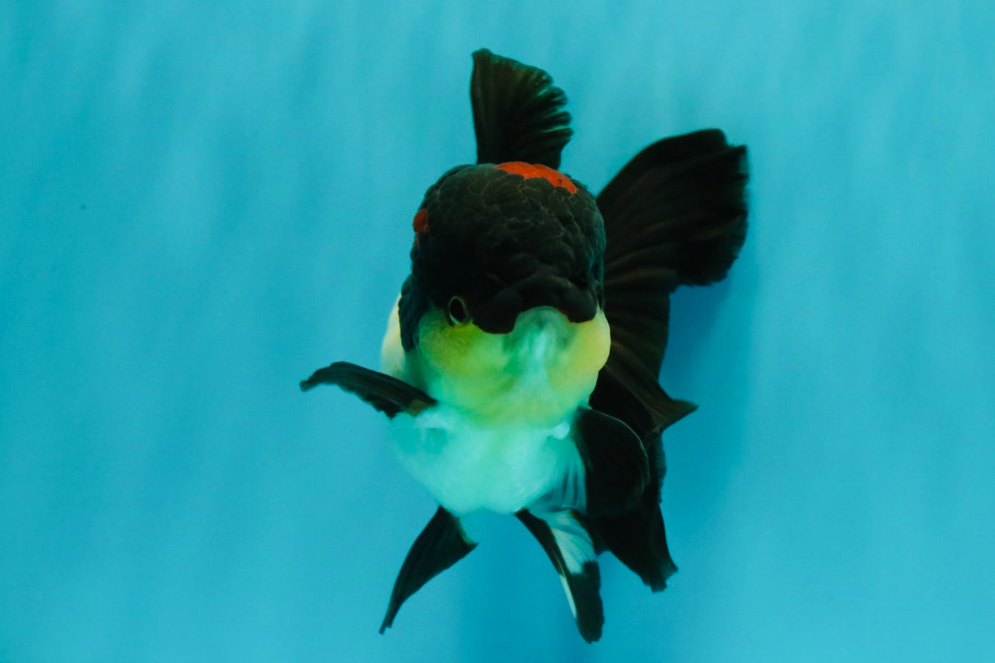 Tricolor Oranda Female 5.5 inches #082126OR_12