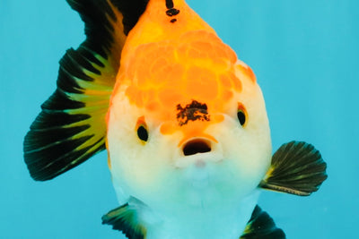 ADORABLE AAA Grade Tricolor Yuanbao Male 4.5-5 inches #080726YB_27