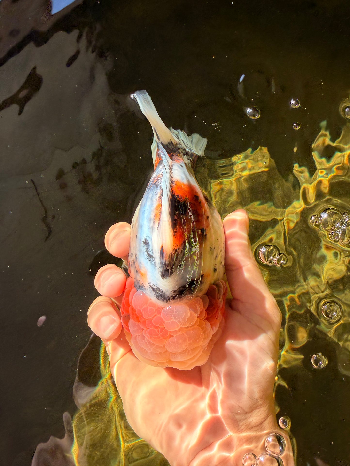 AAA Grade Marble Calico Blue Base Yuanbao Female 6-6.5 inches #032026YB_26