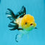 Panda Lemonhead Oranda hembra de grado A de 5 pulgadas n.° 0927OR_28