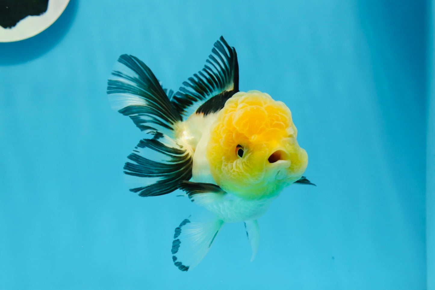 A Grade Panda Lemonhead Oranda Female 5 inches #0927OR_28