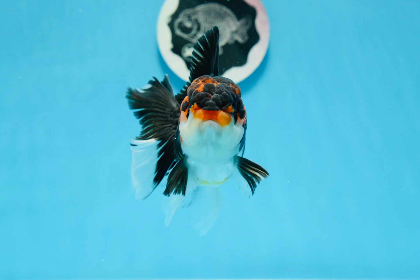 AAA Grade Tricolor Oranda Male 4.5 inches #0830OR_17