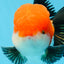 A Grade Tricolor Oranda Male 4.5inches #0920OR_27