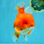 JUMBO A Grade Red White Oranda Male 7 inches #041026OR_03