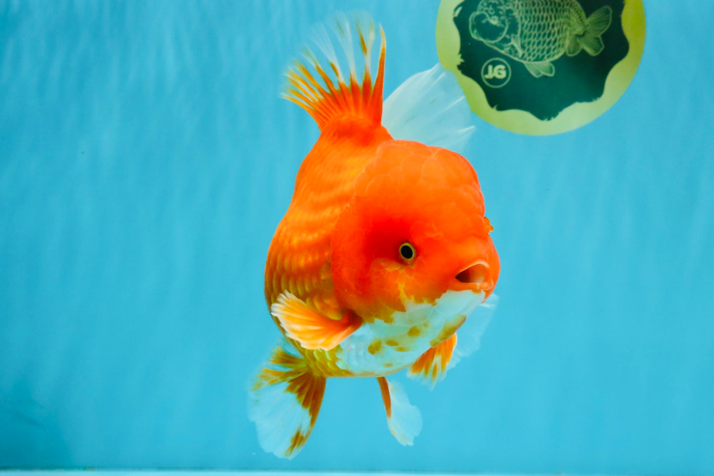 JUMBO A Grade Red White Oranda Male 7 inches #041026OR_03