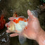 A Grade Red White Oranda Male 5.5-6 inches #082126OR_04