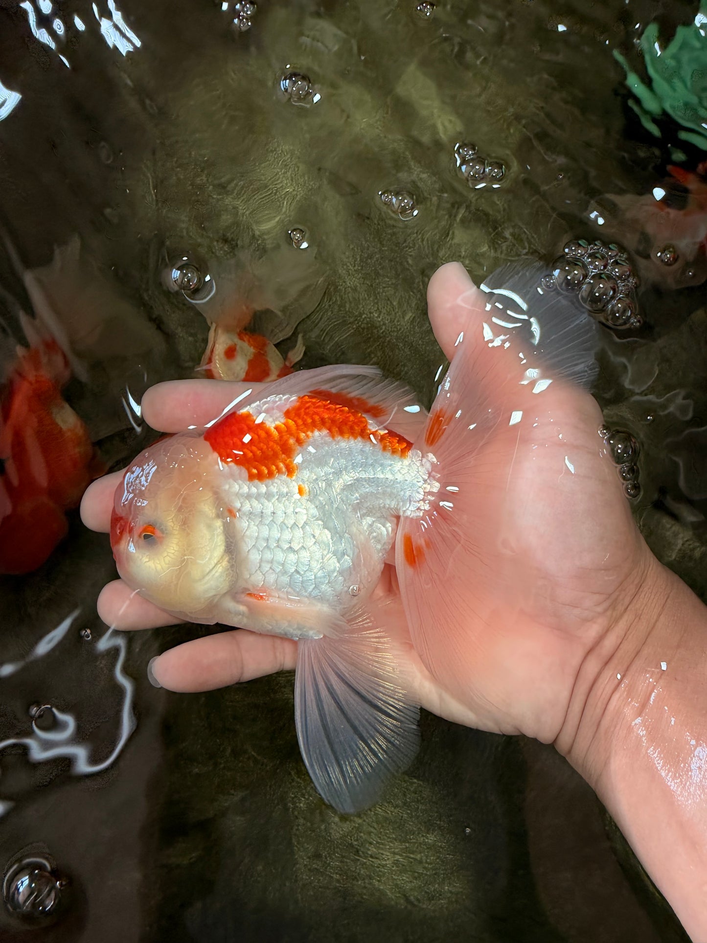 A Grade Red White Oranda Male 5.5-6 inches #082126OR_04