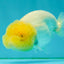 White LionChu Female 4 inches #050126LC_22