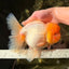 AAA Grade White Oranda Female 7-7.5 inches #032026OR_03