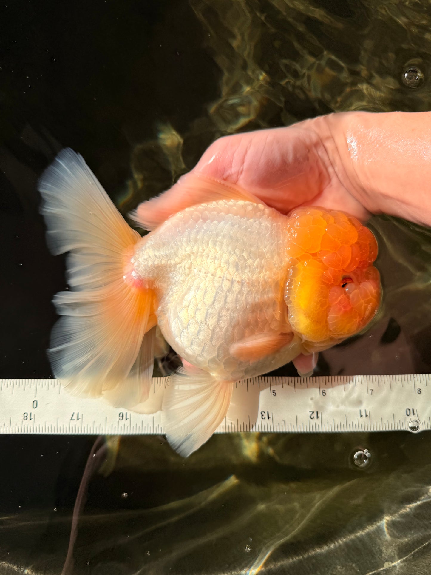 AAA Grade White Oranda Female 7-7.5 inches #032026OR_03
