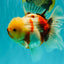 CHUNKY AAA Grade Sakaru Oranda Male 6 inches #092526OR_03