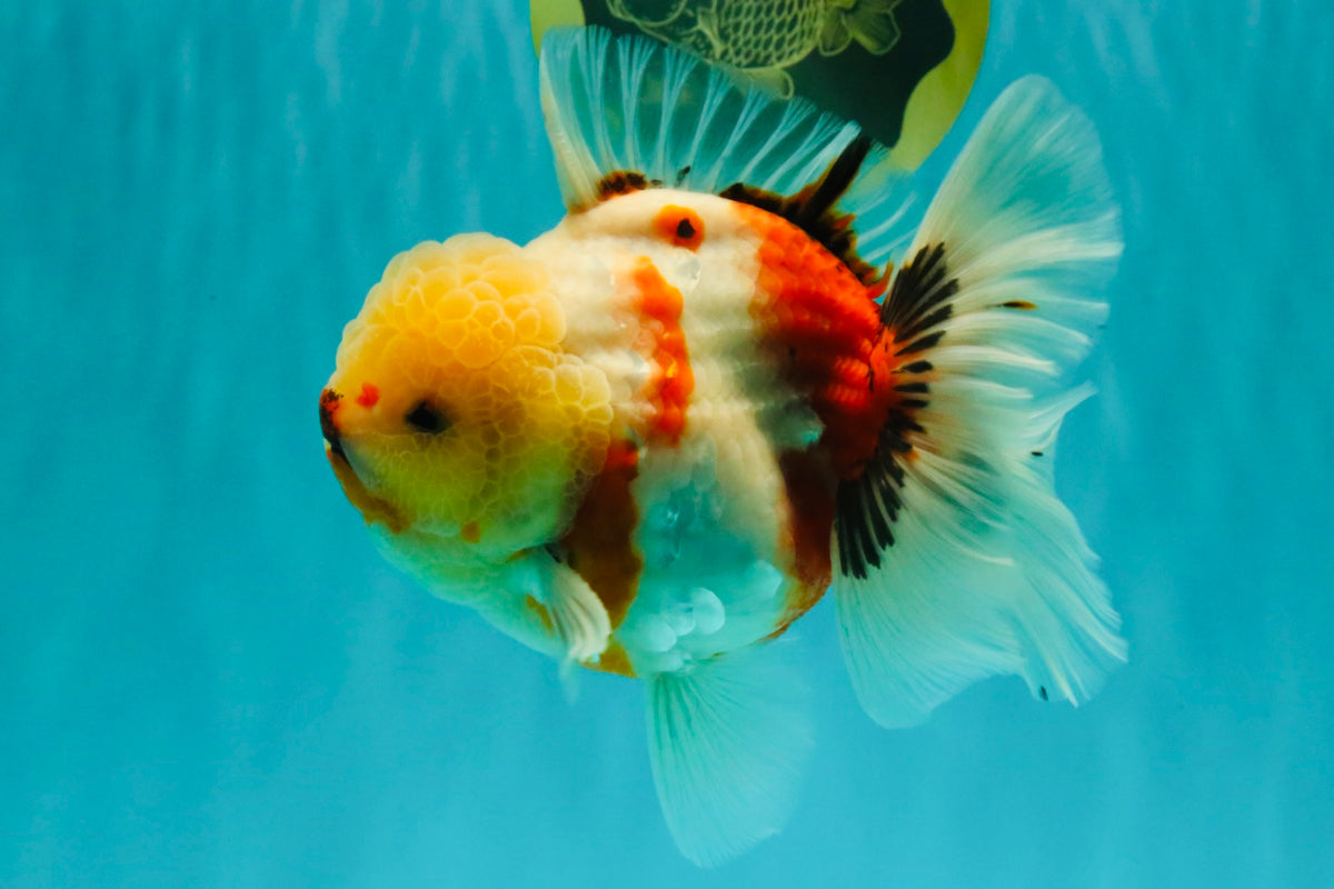 CHUNKY AAA Grade Sakaru Oranda Male 6 inches #092526OR_03