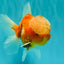 A Grade Jade Head Sakura Oranda Male 6-6.5 inches #082826OR_01