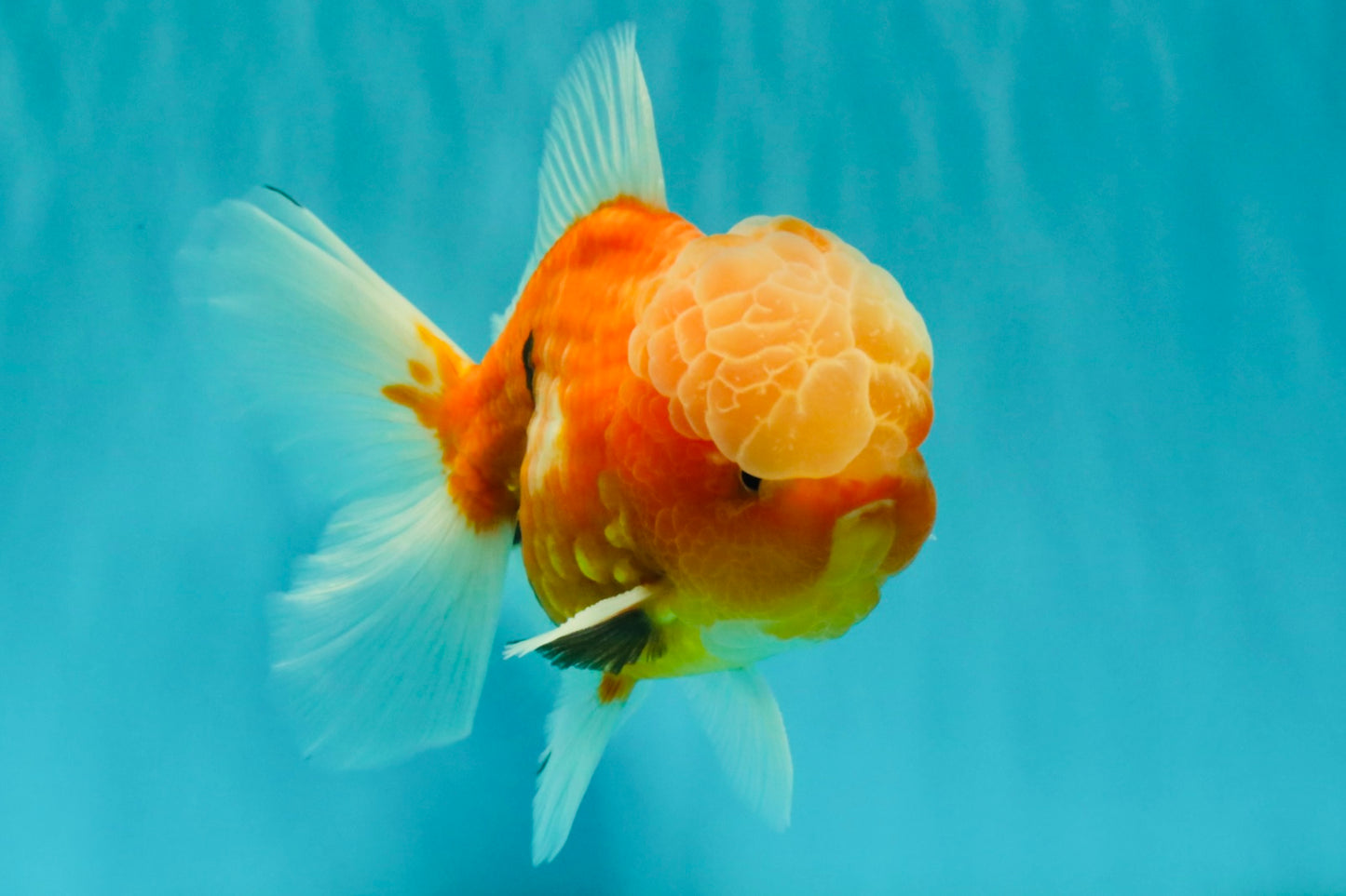 A Grade Jade Head Sakura Oranda Male 6-6.5 inches #082826OR_01