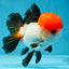 A Grade Tricolor Oranda Male 4.5 inches #060625OR_25