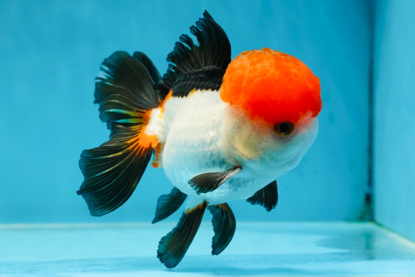 A Grade Tricolor Oranda Male 4.5 inches #060625OR_25