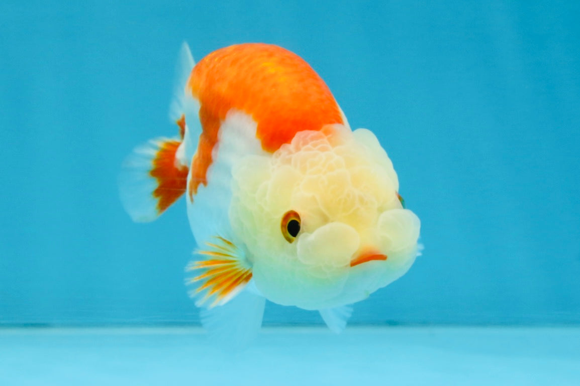 A Grade Red White LionKing 4 inches #112825LC_11