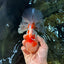 AAA Grade CHONKY Sakura Oranda Male 6 inches #082225OR_10
