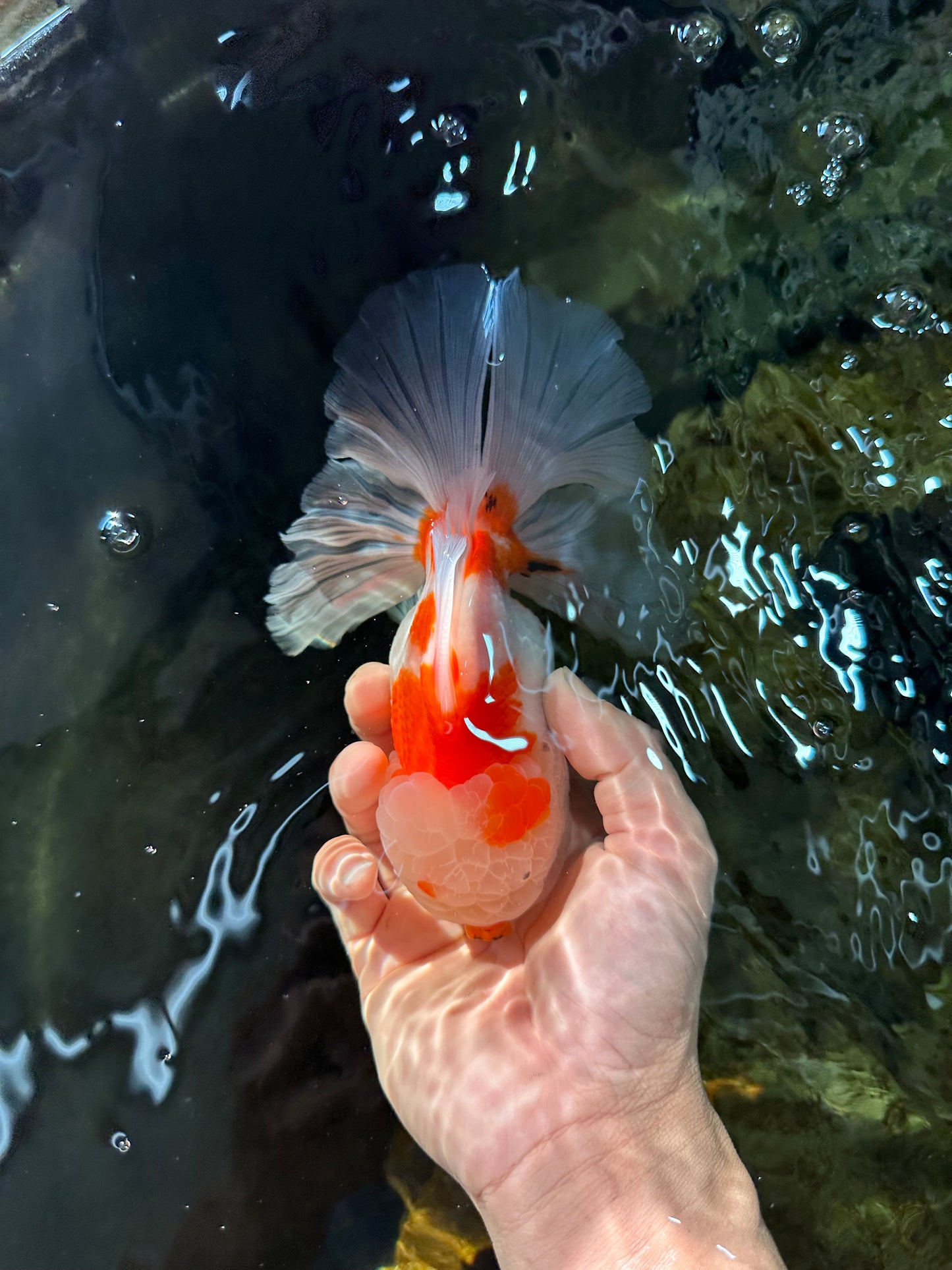 AAA Grade CHONKY Sakura Oranda Male 6 inches #082225OR_10