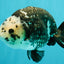 Ink Chinese Ranchu Male 5.5-6 inches #050826RC_13