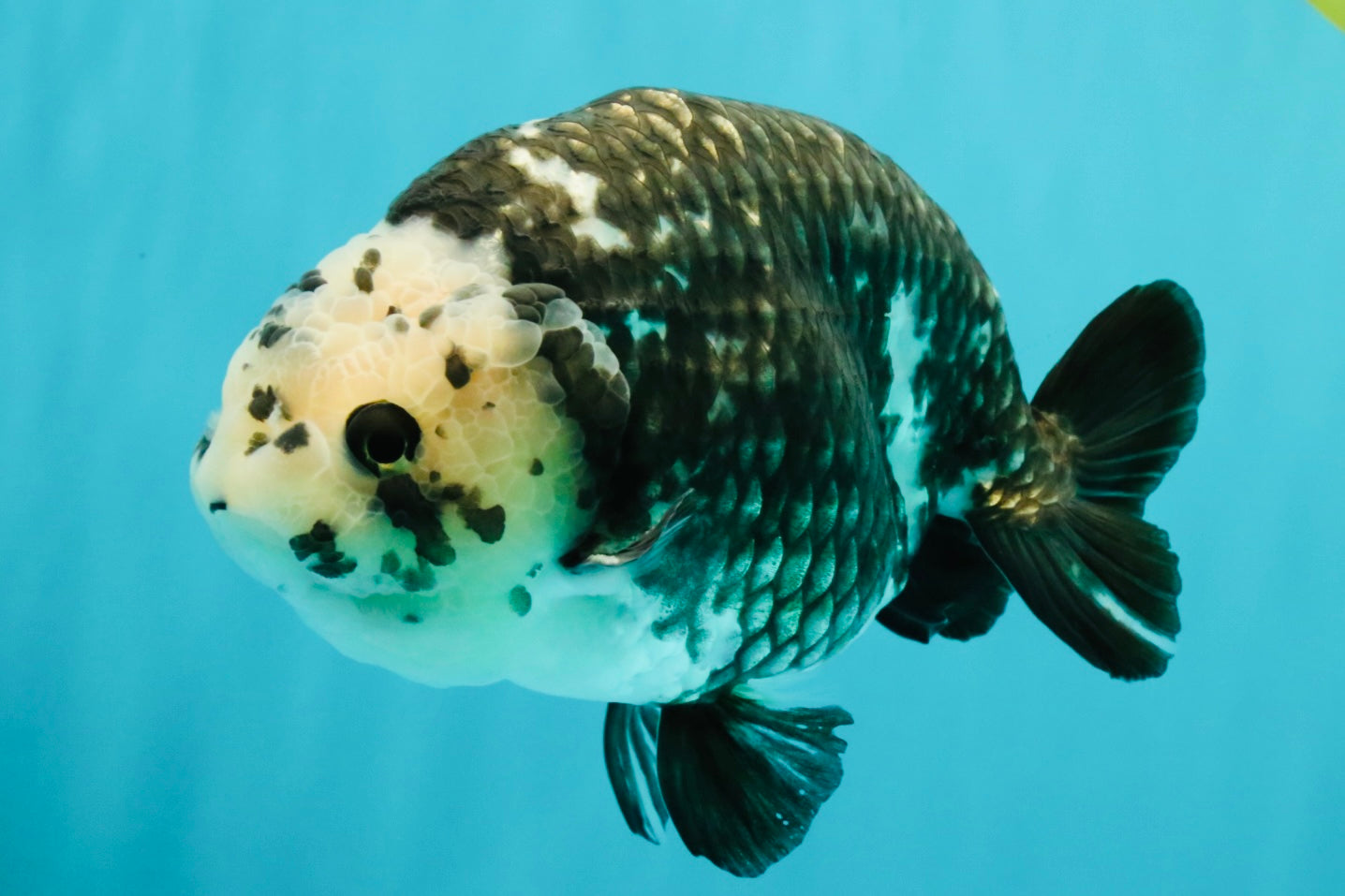 Ink Chinese Ranchu Male 5.5-6 inches #050826RC_13