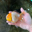 A Grade Lemonhead Oranda Male 4.5-5 inches #080125OR_25
