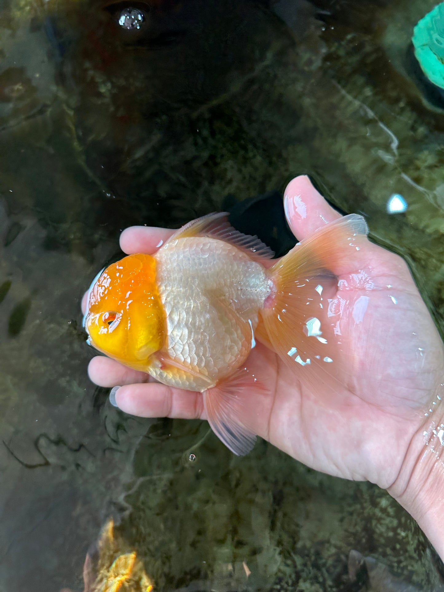 A Grade Lemonhead Oranda Male 4.5-5 inches #080125OR_25