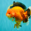 AAA Grade Apache Oranda Male 6.5 inches #071026OR_06