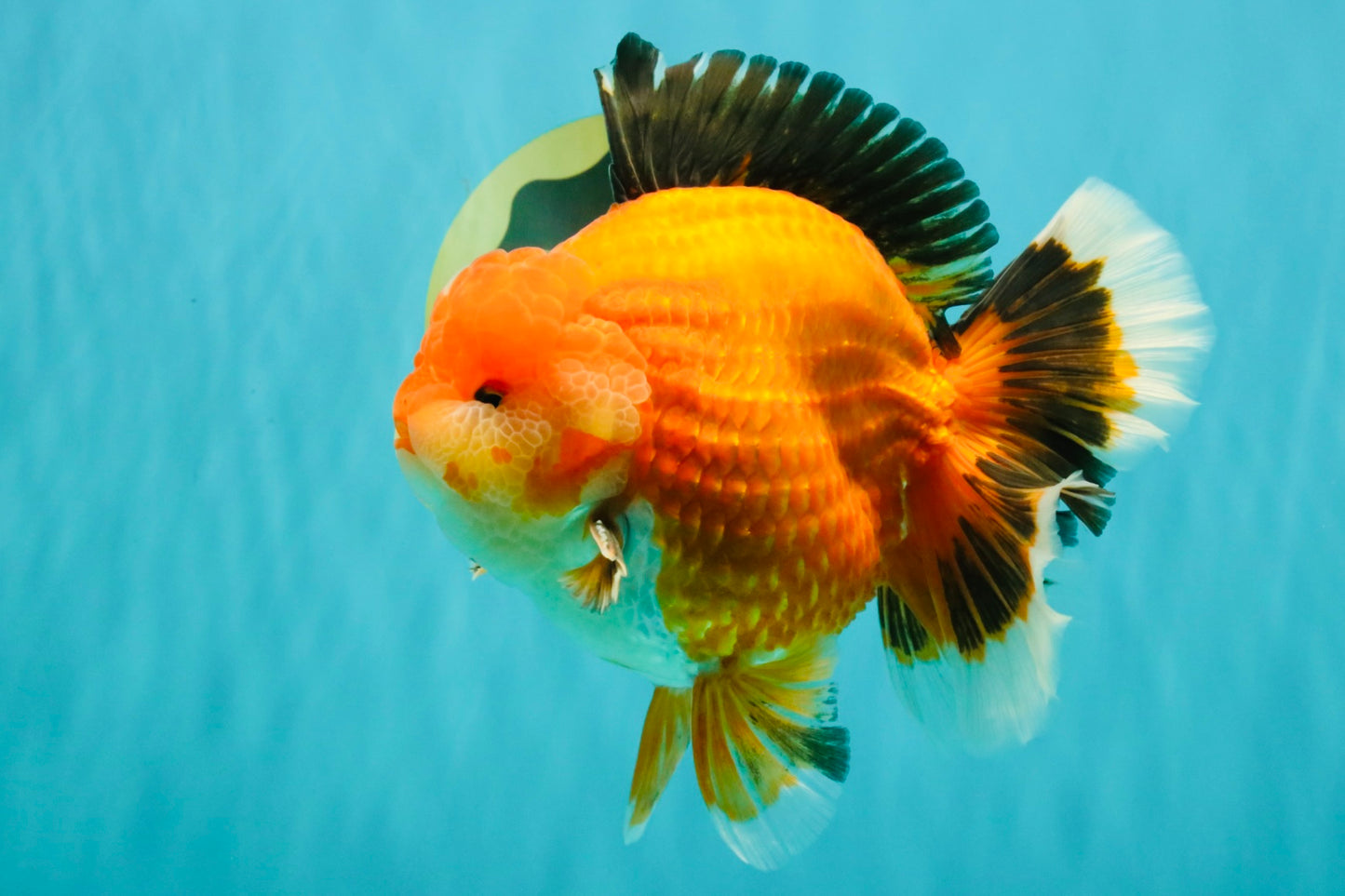 AAA Grade Apache Oranda Male 6.5 inches #071026OR_06