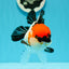 Moustache de catégorie AAA SUPER MARIO Oranda Femelle 5 pouces #0531OR_15