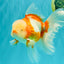 A Grade Lipstick Red White Oranda Male 6 inches #100926OR_17