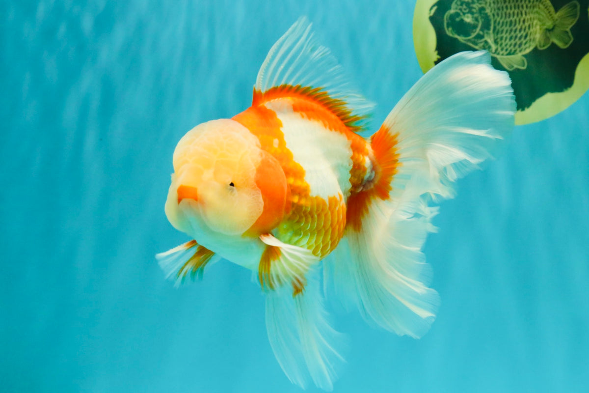A Grade Lipstick Red White Oranda Male 6 inches #100926OR_17
