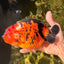 Jumbo Tricolor Chinese Ranchu Female 6.5 inches #032026RC_28