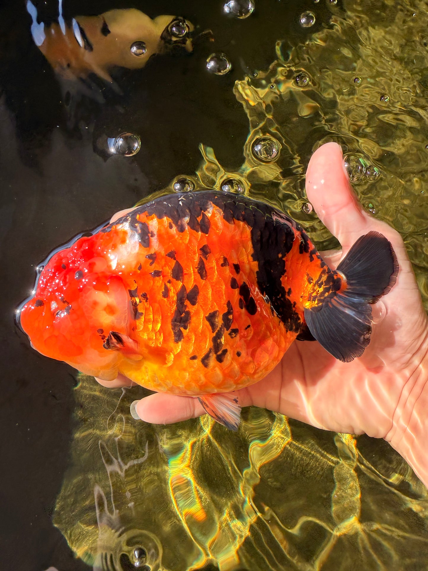 Jumbo Tricolor Chinese Ranchu Female 6.5 inches #032026RC_28