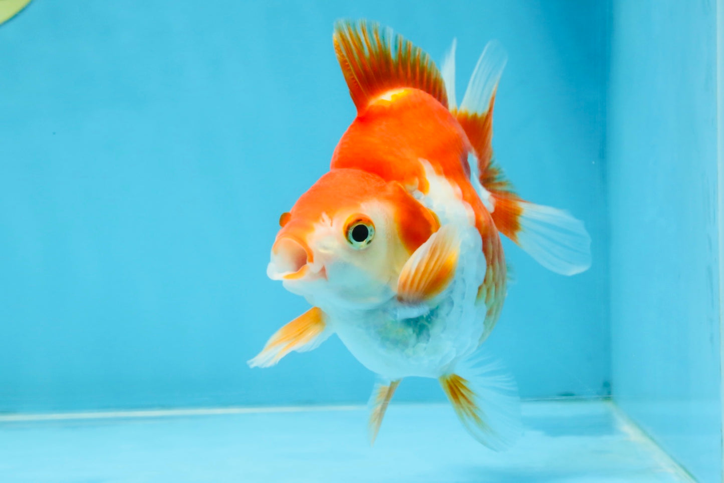 A Grade Red White Ryukin Male 4.5 inches #111425RK_11