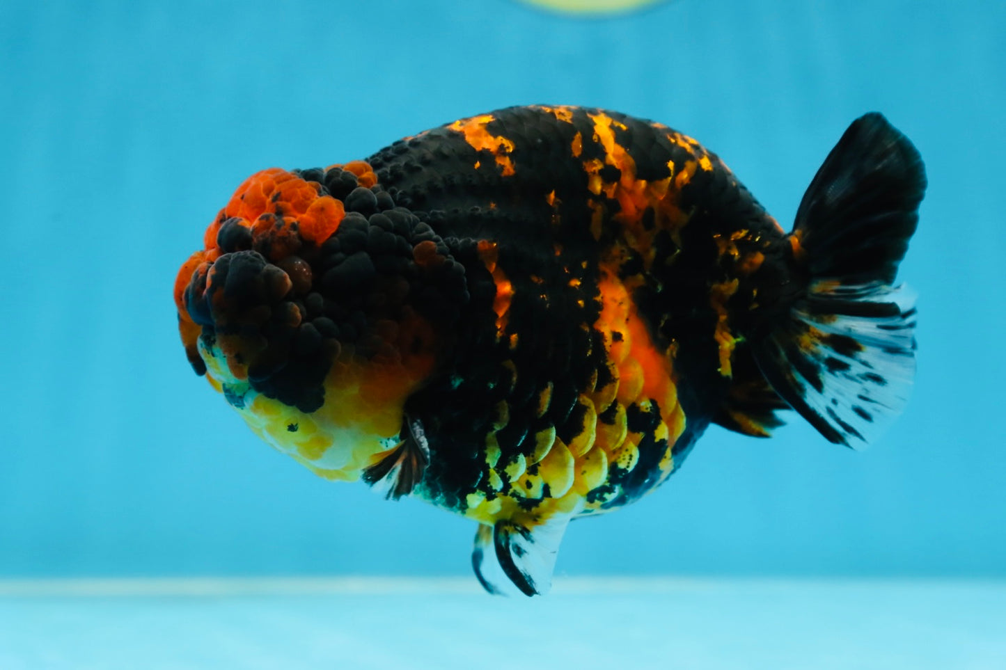 AAA Grade Tiger LionKing 5 inches #080825LC_23