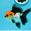 A Grade Cherry Head Tricolor Oranda Female 4.5-5 inches #0614OR_22