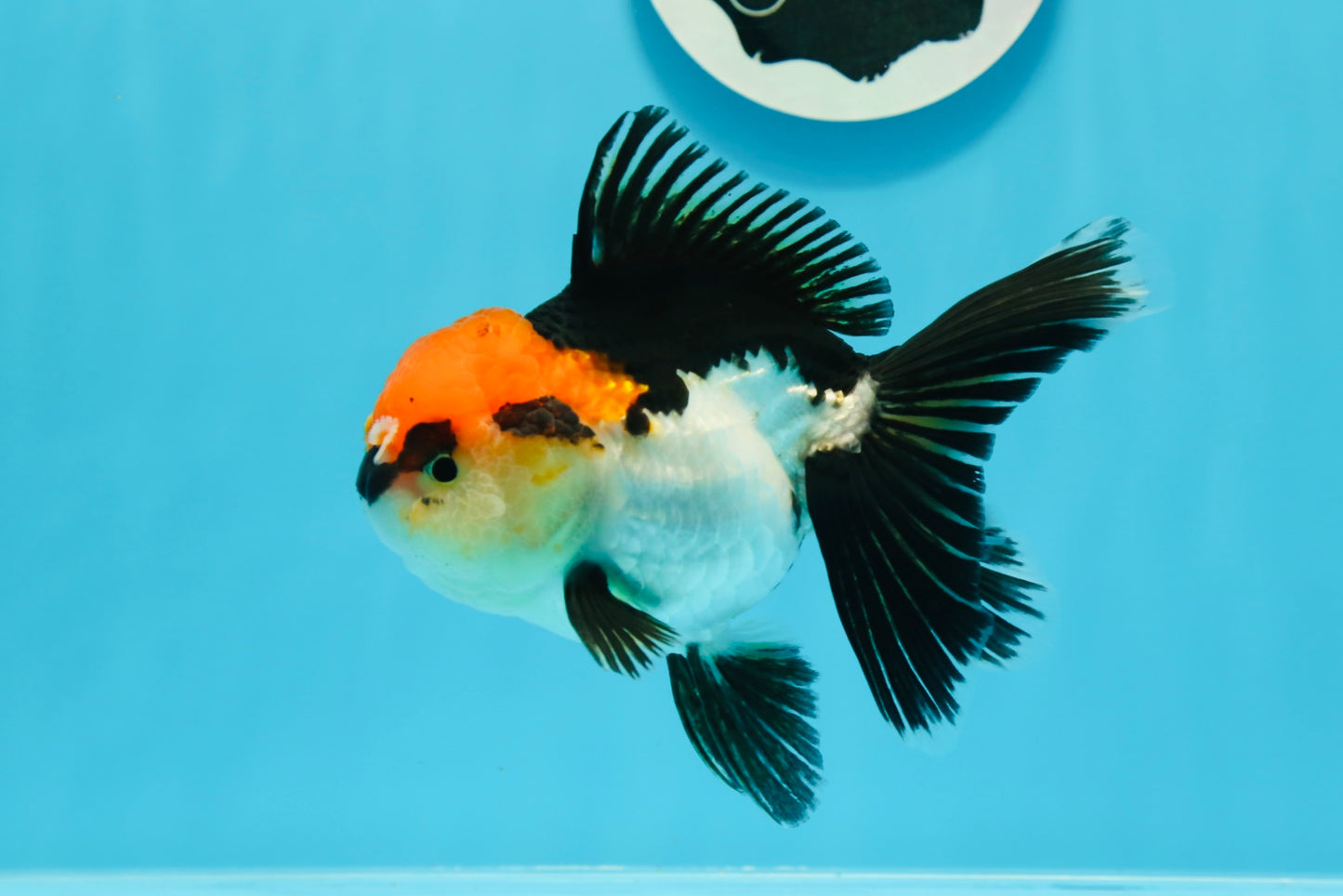 A Grade Cherry Head Tricolor Oranda Female 4.5-5 inches #0614OR_22